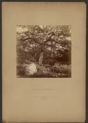 Forest of Fontainebleau