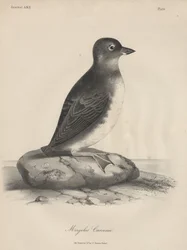 Megalus Cassinii, litho by J.T. Bowen, 1850