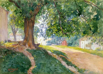 The Constitutional Elm