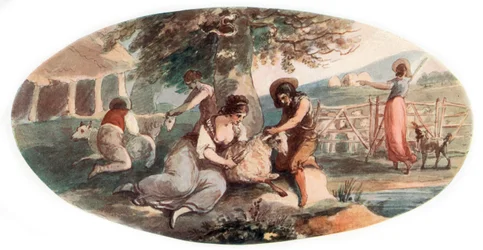 Sheep Shearing
