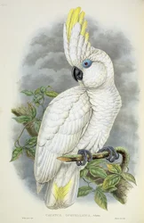 Blue-Eyed Cockatoo