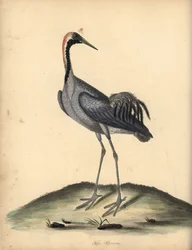 Common Crane, Grus Grus. Handcoloured Copperplate Engraving of an Illustration by William Hayes from Portraits of Rare and Curious Birds from the Menagery of Osterly Park