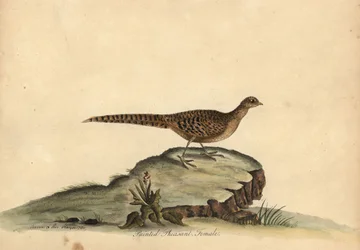 Golden or Chinese Pheasant, Chrysolophus pictus, Female. Handcoloured Copperplate Engraving of an Illustration by Ann and Emily Hayes from William Hayes