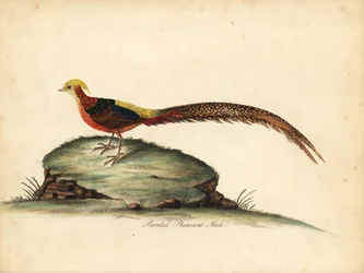 Golden or Chinese pheasant, Chrysolophus pictus, male. Handcoloured copperplate engraving of an illustration by William Hayes from Portraits of Rare and Curious Birds from the Menagery of Osterly Park, London