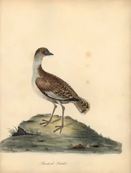 Great Bustard, Otis Tarda, Female. Handcoloured Copperplate Engraving of an Illustration by William and Emily Hayes from William Hayes