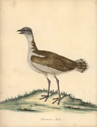 Great Bustard, Otis tarda, Male. Vulnerable. Handcoloured Copperplate Engraving of an Illustration by William Hayes from 