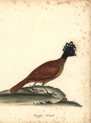 Great curassow, Crax rubra, female (Curasso, Crax rubra) Vulnerable
