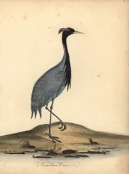 Mademoiselle Crane, Anthropoides Virgo (Numidian Crane, Ardea Virgo). Handcoloured Copperplate Engraving of an Illustration by Ann and Emily Hayes from William Hayes