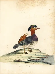 Mandarin Duck, Aix Galericulata. Handcoloured Copperplate Engraving of an Illustration by William Hayes from Portraits of Rare and Curious Birds from the Menagery of Osterly Park