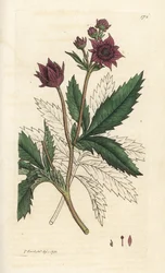 Marsh cinquefoil, Comarum marsh. Handcoloured copperplate engraving by James Sowerby from James Smith