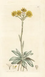 Mountain Fleawort, Tephroseris Integrifolia