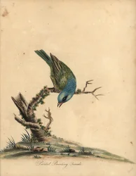 Painted Bunting, Passerina ciris, Female. Near Threatened. Handcoloured Copperplate Engraving of an Illustration by William Hayes from 