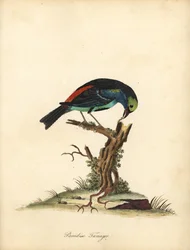 Paradise tanager, Tangara chilensis (Tanagra tatao)