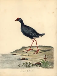 Purple swamphen, Porphyrio porphyrio (Purple gallinule, Fulica porphyrio)