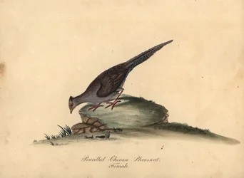 Silver Pheasant, Lophura Nycthemera, Female. Handcoloured Copperplate Engraving of an Illustration by Matilda Hayes from William Hayes