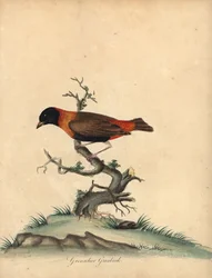Southern Red Bishop, Euplectes Orix. Handcoloured Copperplate Engraving of an Illustration by William Hayes from Portraits of Rare and Curious Birds from the Menagery of Osterly Park