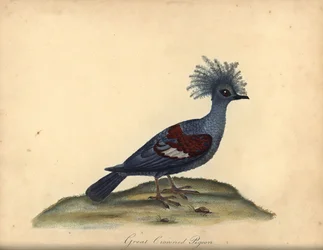 Western crowned pigeon, Goura cristata. Handcoloured copperplate engraving of an illustration by William Hayes from Portraits of Rare and Curious Birds from the Menagery of Osterly Park, London