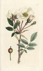 White dog-rose, Rosa arvensis. Handcoloured copperplate engraving by James Sowerby from James Smith