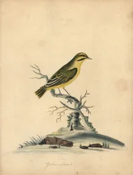 Yellow finch, Fringilla butyracea (Extinct?)