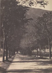 Allée of Trees, Pau