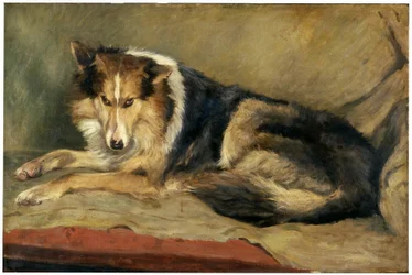 Collie Dog
