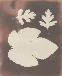 1. Fig Leaf. 2. White Thorn Leaf, 1839