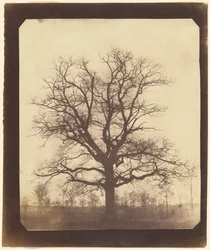 An Oak Tree in Winter
