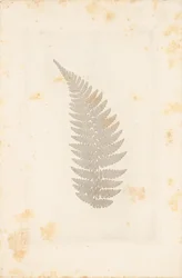 Fern