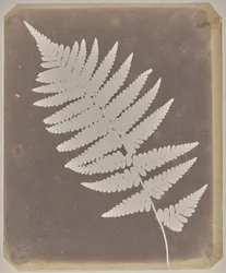 [Fern]