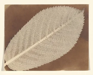 [Leaf]