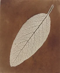 Leaf Study, 1839/1840