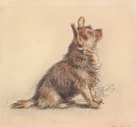 A Terrier Sitting, Looking Up to the Right