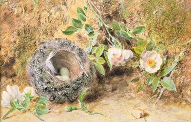 Still Life with Chaffinch Nest