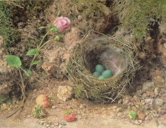 Still Life with Bird