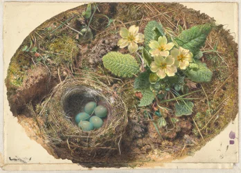 Little Bird