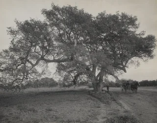 Oak Grove Near Pasadena, California