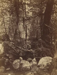 The Trail in West Gallatin Cañon