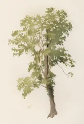 Trees: The Elm