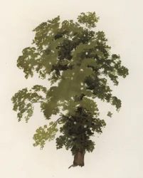 Trees: The Elm