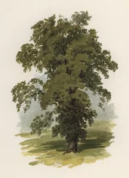Trees: The Elm