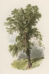 Trees: The Elm