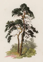Trees: The Scotch Fir