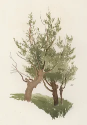 Trees: The Willow