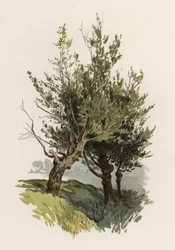 Trees: The Willow