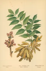 Ash, Flowers and Seed Vessels