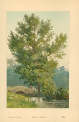 Aspen Poplar