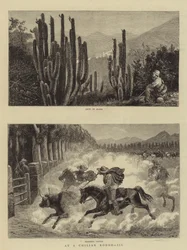 At a Chilian Rodeo, III