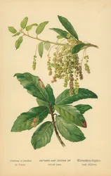 Catkins and Leaves of Holm Oak
