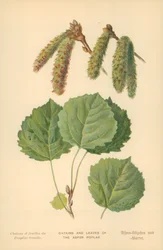 Catkins and Leaves of the Aspen Poplar