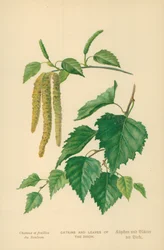 Catkins and Leaves of the Birch